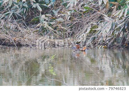 A pair of mandarin ducks visiting Hokkaido in spring A pair of mandarin ducks visiting Hokkaido in spring 79746823