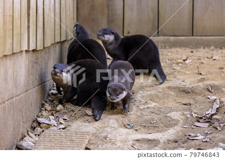 Small-clawed otter (Otter) 79746843