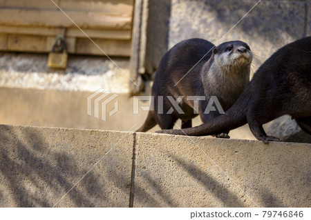Small-clawed otter (Otter) Small-clawed otter (Otter) 79746846
