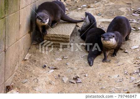 Small-clawed otter (Otter) Small-clawed otter (Otter) 79746847