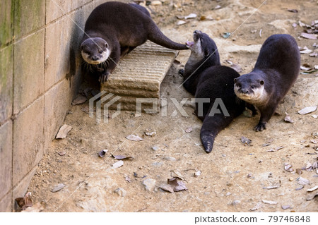 Small-clawed otter (Otter) Small-clawed otter (Otter) 79746848