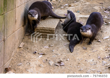 Small-clawed otter (Otter) Small-clawed otter (Otter) 79746850