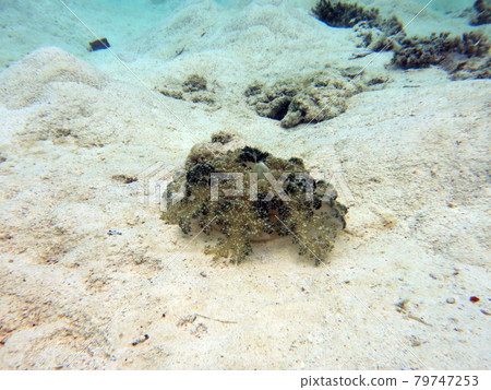 帕勞共和國岩島海底的大仙后座 79747253