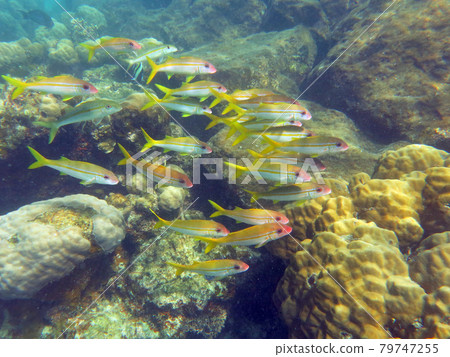 帕勞共和國岩島南潟湖水下照片一群黃鰭山羊魚在珊瑚礁中游泳 79747255