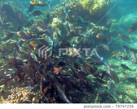 帕勞岩島南潟湖珊瑚礁成群結隊的鸚鵡魚 79747256