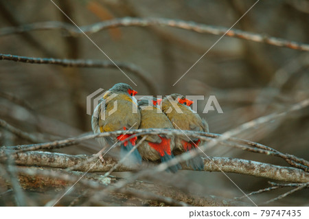 Red-Browed finch bird sitting in a tree. Red-Browed finch bird sitting in a tree. 79747435