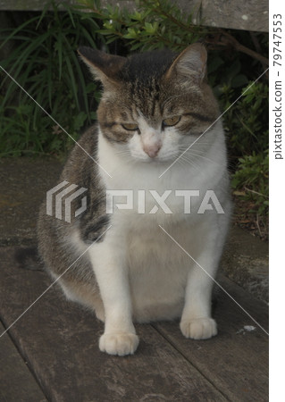 Stray cat Yokohama Kanai promenade Stray cat Yokohama Kanai promenade 79747553