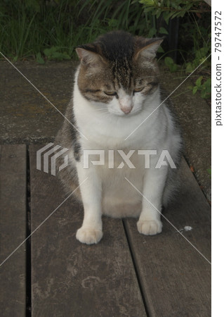 流浪貓橫濱金井長廊 79747572