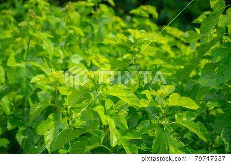 Mulberry field Mulberry field 79747587