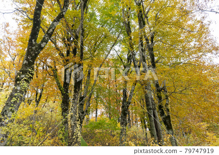Autumn foliage of Mt. Hakusan: Beech forest 79747919