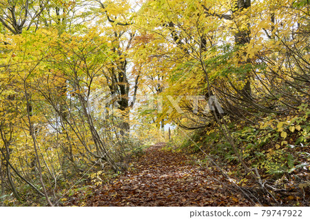 Autumn foliage of Mt. Hakusan: Beech forest Autumn foliage of Mt. Hakusan: Beech forest 79747922