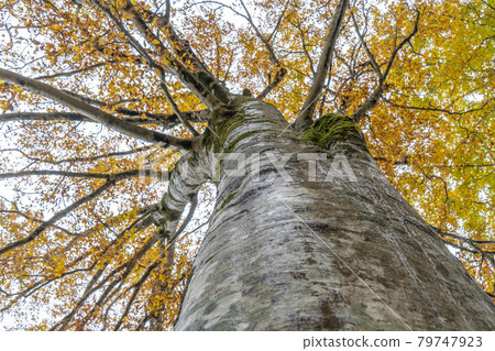 Autumn foliage of Mt. Hakusan: Beech forest Autumn foliage of Mt. Hakusan: Beech forest 79747923