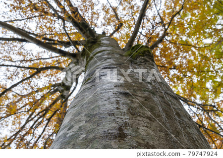Autumn foliage of Mt. Hakusan: Beech forest Autumn foliage of Mt. Hakusan: Beech forest 79747924