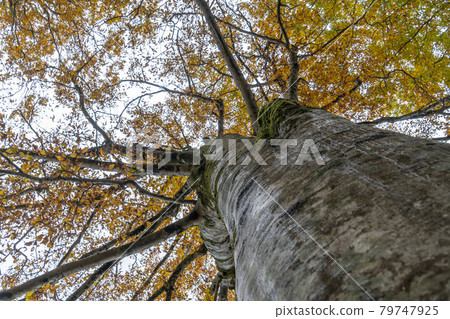 Autumn foliage of Mt. Hakusan: Beech forest Autumn foliage of Mt. Hakusan: Beech forest 79747925