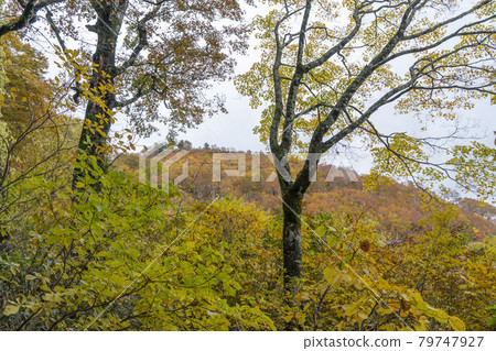 Autumn foliage of Mt. Hakusan: Beech forest Autumn foliage of Mt. Hakusan: Beech forest 79747927