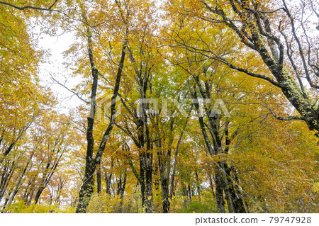 Autumn foliage of Mt. Hakusan: Beech forest Autumn foliage of Mt. Hakusan: Beech forest 79747928