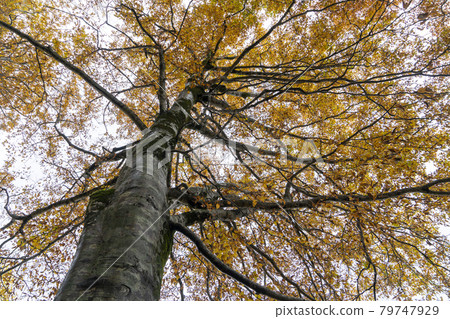 Autumn foliage of Mt. Hakusan: Beech forest Autumn foliage of Mt. Hakusan: Beech forest 79747929