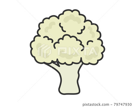 Cauliflower illustration Cauliflower illustration 79747930