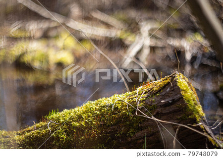 A log covered with moss on the background of a forest swamp A log covered with moss on the background of a forest swamp 79748079