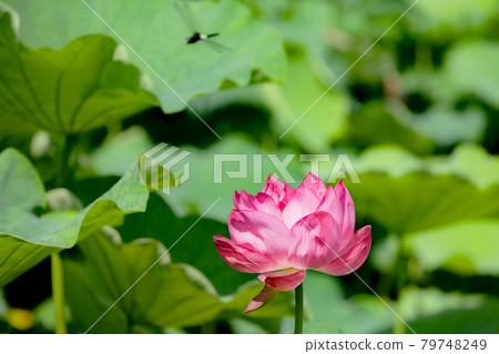 A lotus flower that blooms in a pure heart A lotus flower that blooms in a pure heart 79748249