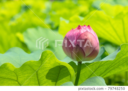A lotus flower that blooms in a pure heart A lotus flower that blooms in a pure heart 79748250