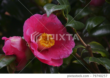 茶花 茶花 79748257