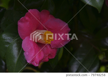茶花 茶花 79748258