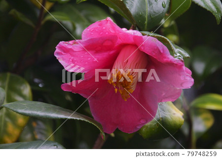 茶花 茶花 79748259