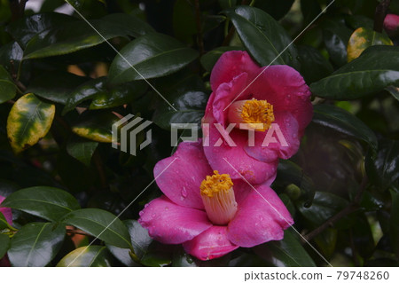 茶花 茶花 79748260