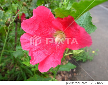 蜀葵 蜀葵 79748270