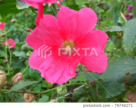 蜀葵 蜀葵 79748271