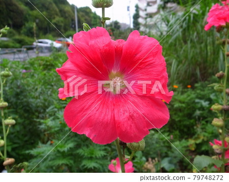 蜀葵 蜀葵 79748272