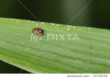 Creatures Insects Black Helicopter Ladybugs，實測尺寸2mm多一點。略微拉長，寬度約為1至6倍 79748548