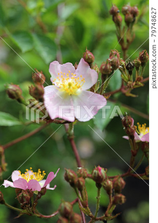 野薔薇 79748627
