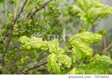 Diseases and pests of berry bushes . Gall Aphid on currants. Damaged leaves on a red currant 79748642