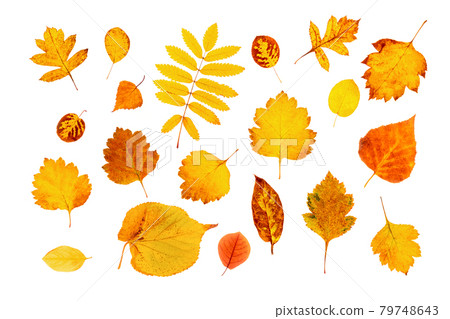 Set of natural autumn leaves isolated on white background. Top view Set of natural autumn leaves isolated on white background. Top view 79748643