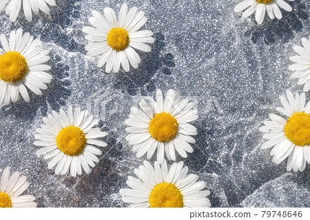 Summer background. Natural chamomile flowers and wave water on shining gray background. Top view Flat lay Summer background. Natural chamomile flowers and wave water on shining gray background. Top view Flat lay 79748646