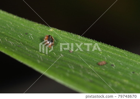 Creatures, insects, black helicopter ladybugs, brown head. Whitish hair covers the whole body Creatures, insects, black helicopter ladybugs, brown head. Whitish hair covers the whole body 79748670
