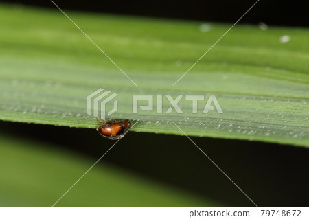 Creatures, insects, copper sharks, black helicopters that surround the edges of brown wings. Creatures, insects, copper sharks, black helicopters that surround the edges of brown wings. 79748672
