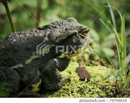 Shizuoka Prefecture Toad Shizuoka Prefecture Toad 79749019