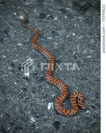 Shizuoka Prefecture, Jyumuri Shizuoka Prefecture, Jyumuri 79749022