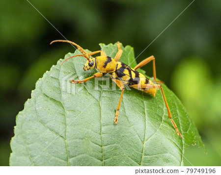 Chlorophorus chinensis on the leaves 79749196