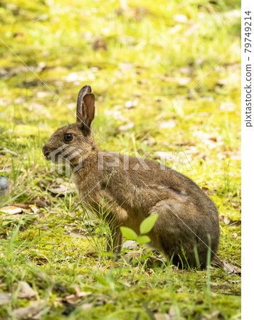 日本黑兔子 日本黑兔子 79749214