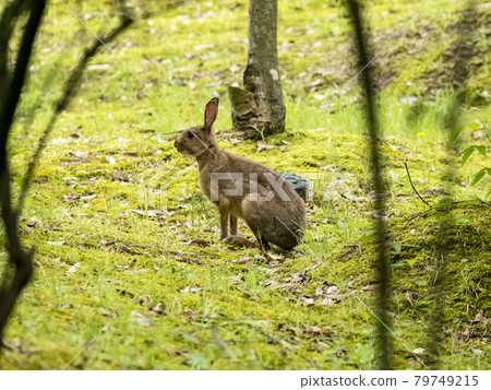 日本黑兔子 79749215
