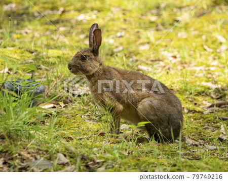 日本黑兔子 79749216