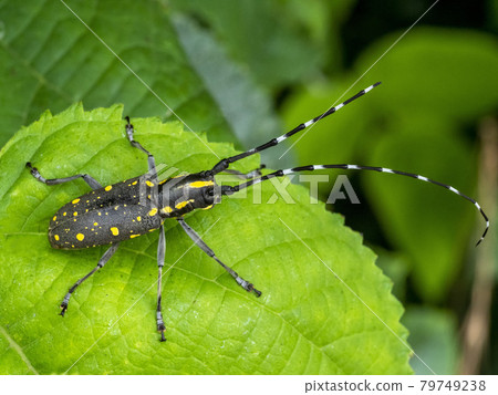 Longhorn beetle on a leaf Longhorn beetle on a leaf 79749238