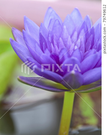 優雅地為夏天增添色彩的熱帶睡蓮 79749612