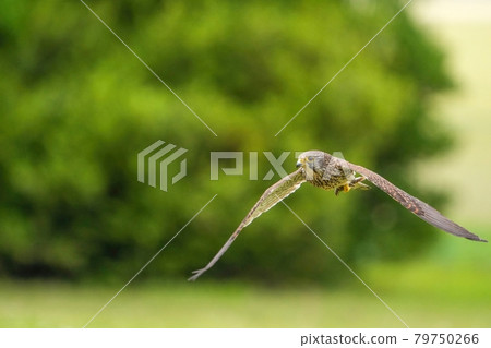 Kestrel female during the breeding season, grabbing a large grasshopper and returning to the nest in a hurry Kestrel female during the breeding season, grabbing a large grasshopper and returning to the nest in a hurry 79750266
