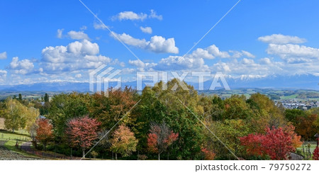 Collaboration scene of Tokachi mountain range with blue sky background and colorful autumn leaves seen in Biei hill @ Hokkaido Collaboration scene of Tokachi mountain range with blue sky background and colorful autumn leaves seen in Biei hill @ Hokkaido 79750272