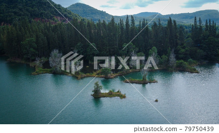 Aerial view of lake and pine forest Aerial view of lake and pine forest 79750439
